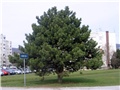 Pinus nigra (a)